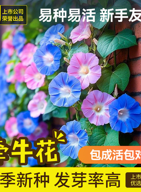 史丹利牵牛花种子喇叭花室外爬藤爬墙花卉播种盆栽开花混色花籽种