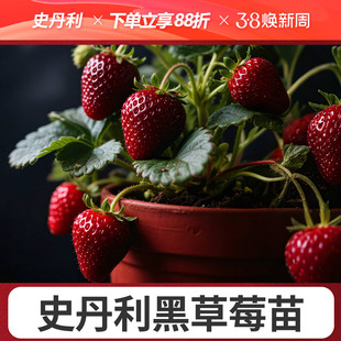 史丹利真红美铃黑草莓苗黑珍珠玄玉盆栽四季结果美玲阳台种植稀有