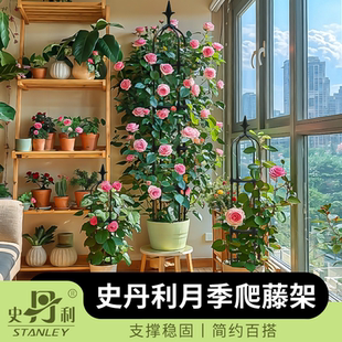 史丹利花架爬藤架藤本月季 攀爬阳台花柱藤花盆花支架花柱铁艺架子