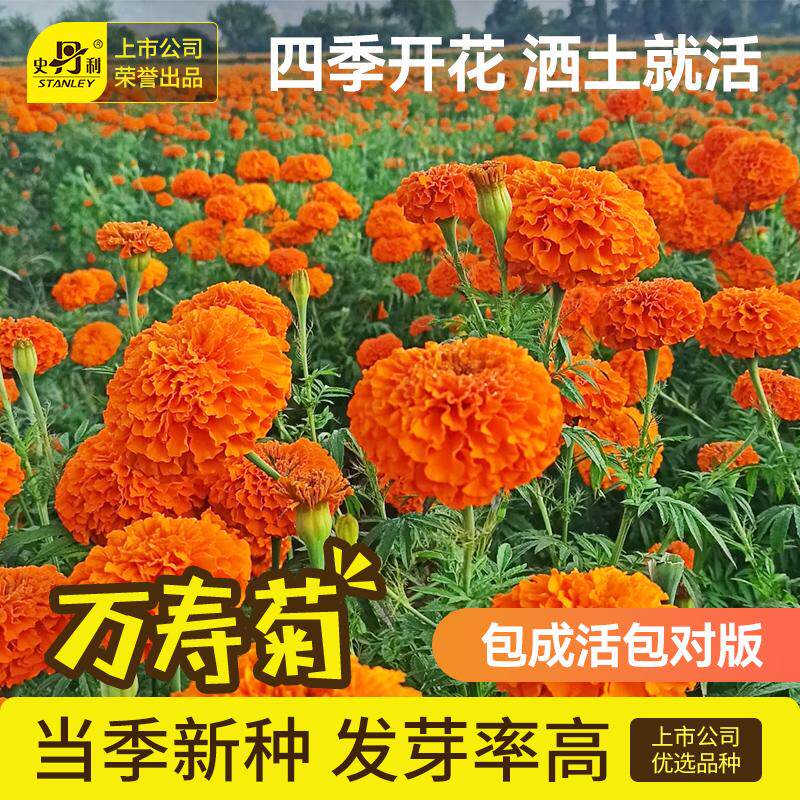 史丹利万寿菊花种子盆栽种植四季播种开花盆栽植物芳香叶花籽易活