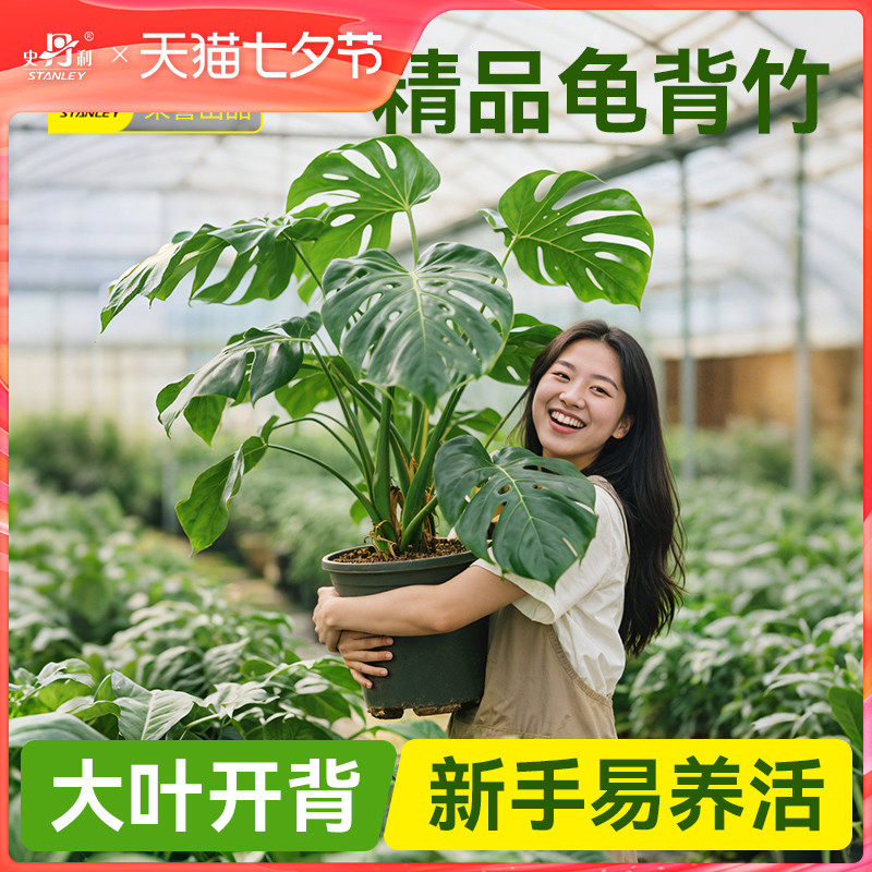 ��Ʒ�걳�� 50-60���� ������������ ��Ҷ�ѿ����� �����Ժ� ʷ������Ʒ�걳�����Կ����͵���