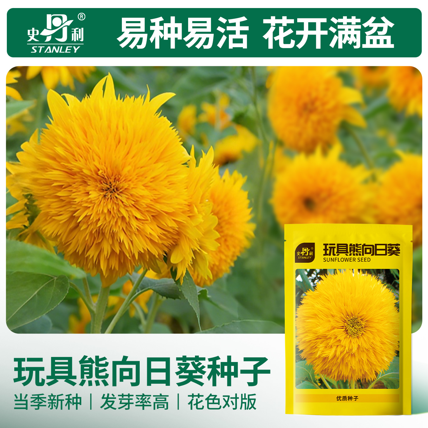 史丹利玩具熊向日葵种子四季播种