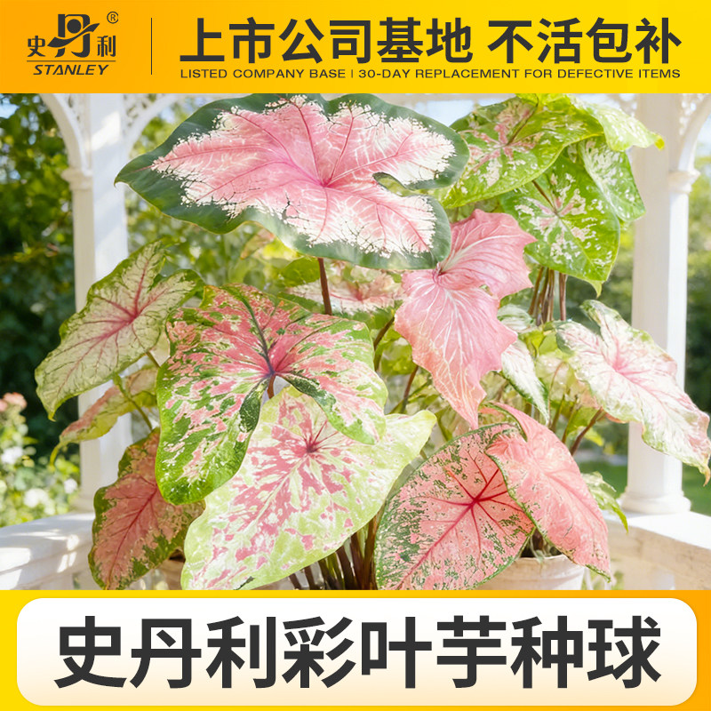 史丹利彩叶芋种球甜心球种白色恋人彩叶芋球粉色飞溅佛罗里达甜心图片