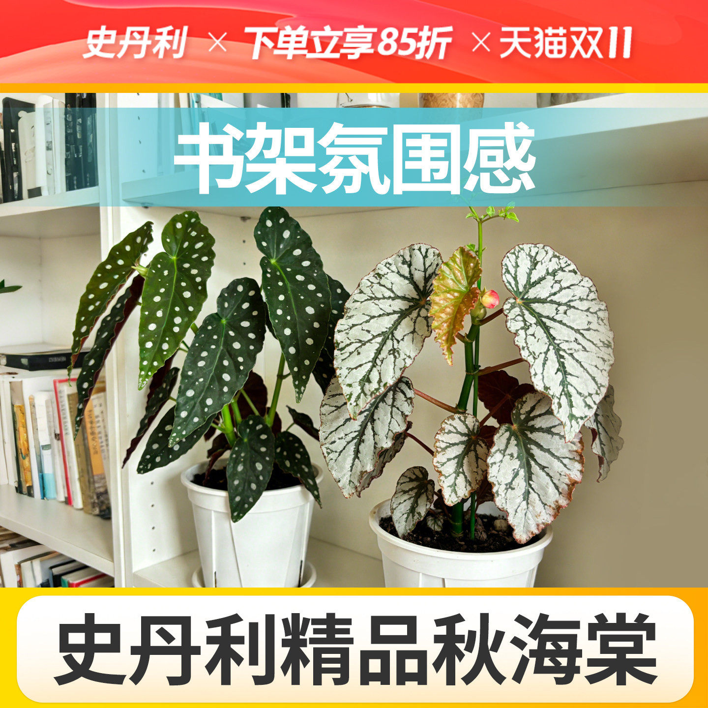 史丹利秋海棠盆栽室内好养鳟鱼竹节波点热带雨林乌头杂多年生植物