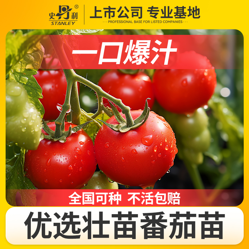史丹利甄选四季番茄当季壮苗
