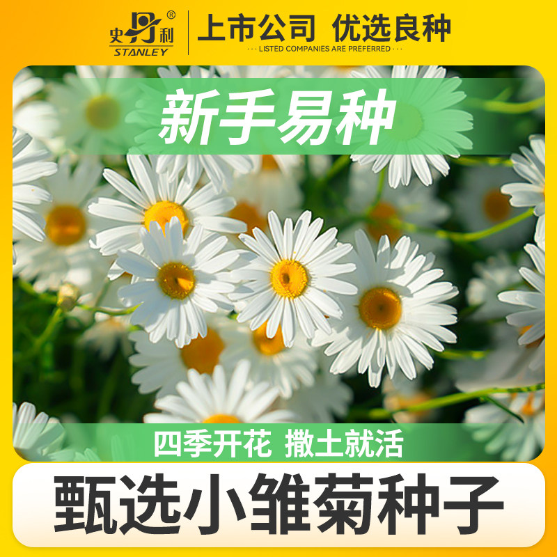 史丹利小雏菊花种子洋甘菊花籽种四季开花室内外阳台花卉盆栽种植