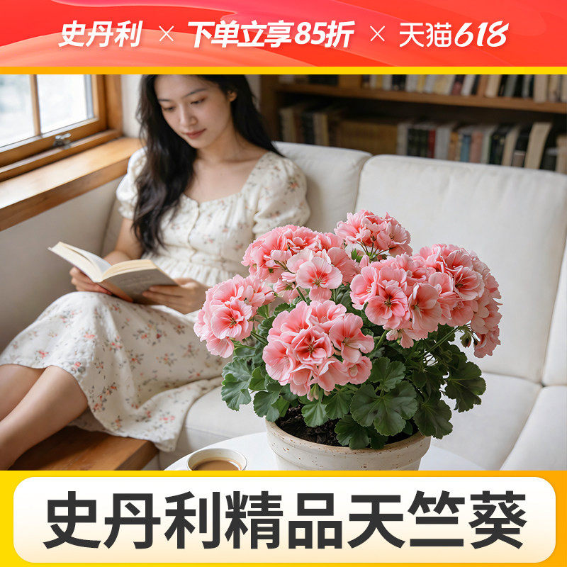 史丹利天竺葵盆栽对版重瓣四季开花好养的四季花苗品种大花天竺葵