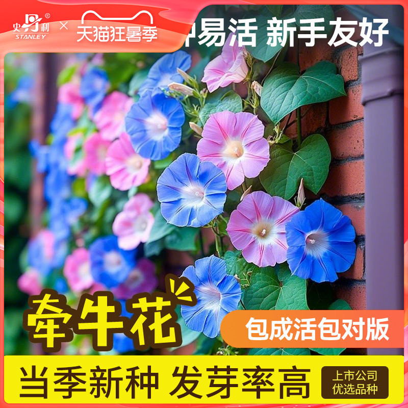 史丹利牵牛花种子喇叭花室外爬藤爬墙花卉播种盆栽开花混色花籽种 - 实物图