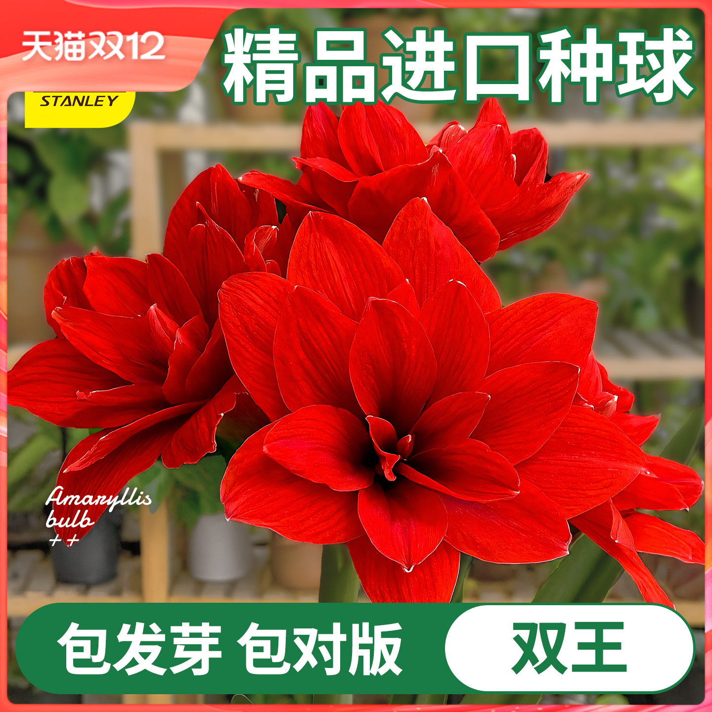 史丹利四季开花朱顶红重瓣大种球