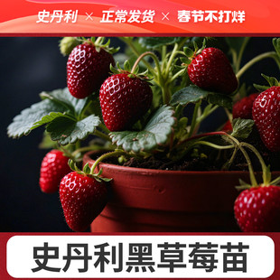 史丹利真红美铃黑草莓苗黑珍珠玄玉盆栽四季结果美玲阳台种植稀有