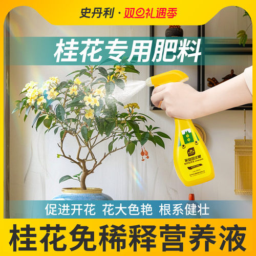 桂花专用肥料花开满盆
