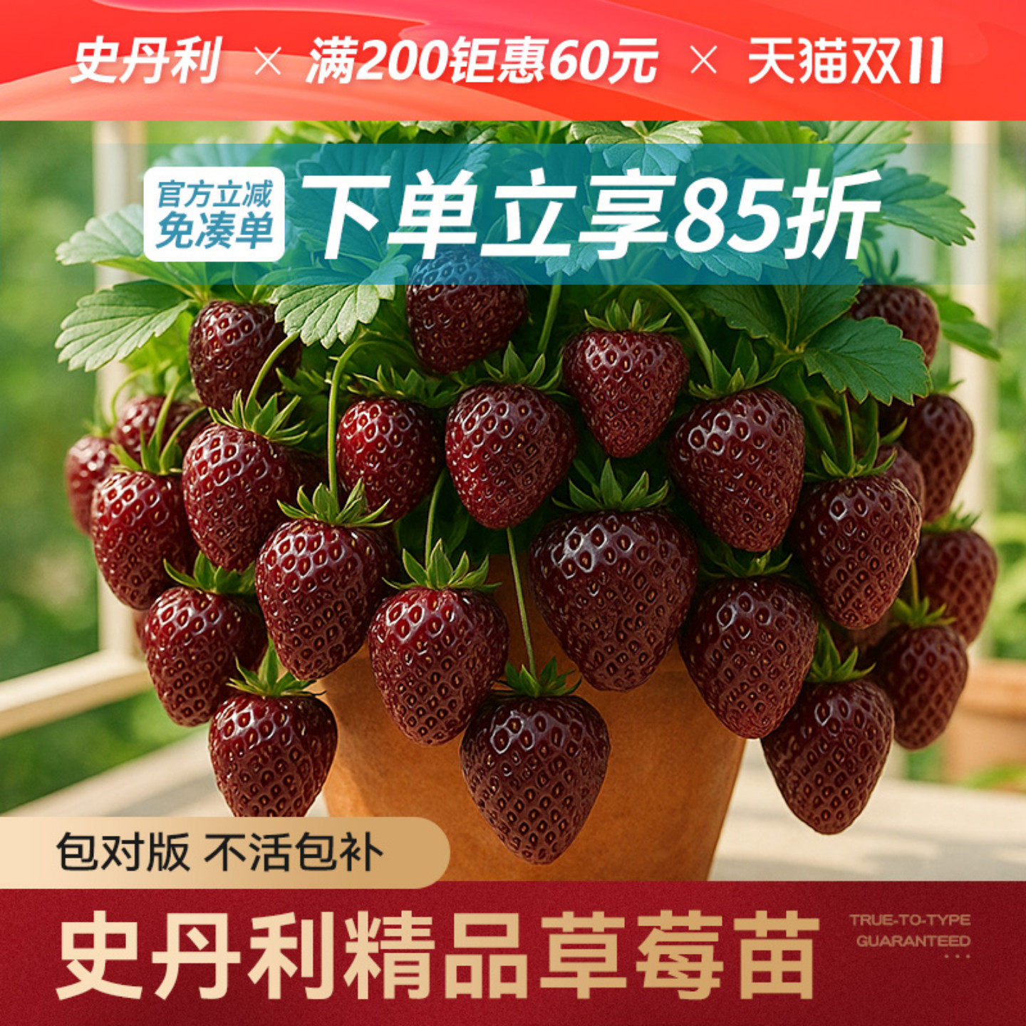 史丹利黑草莓苗真红美铃黑珍珠草莓盆栽四季结果种植红颜草莓苗秧