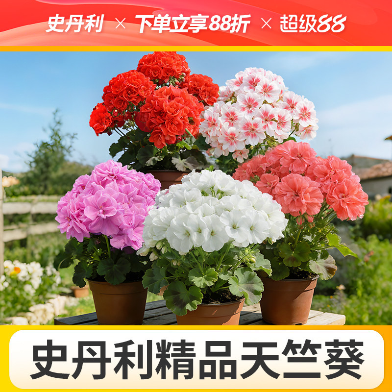 史丹利天竺葵盆栽对版重瓣好养的四季花苗品种四季开花大花天竺葵图片