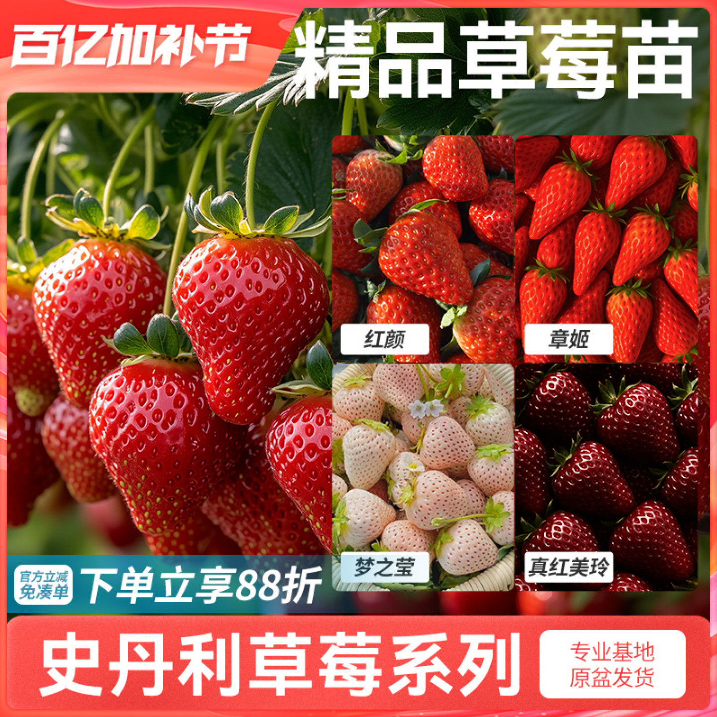 史丹利草莓苗盆栽苗秧丹东99奶油四季结果红颜章姬黑珍珠美玲种植