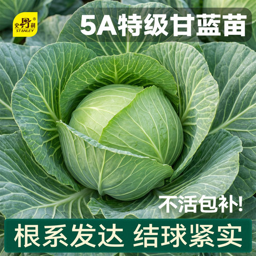 精品甘蓝苗|基地直发