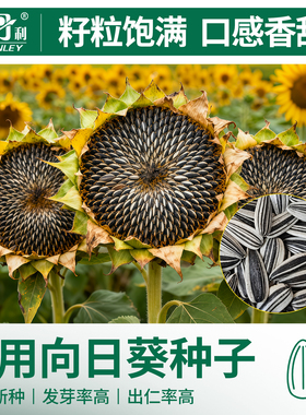 史丹利食用向日葵种子四季播种阳台庭院盆栽种植观赏瓜子葵花花籽