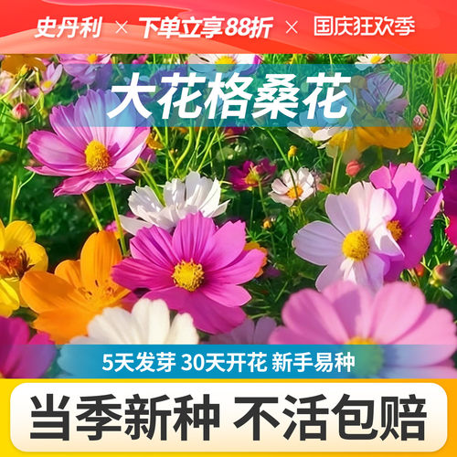 史丹利格桑花种子大花矮杆波斯菊