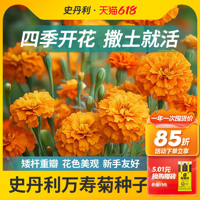 史丹利万寿菊种子花种重瓣室内外四季播种开花南非万寿菊花籽花卉