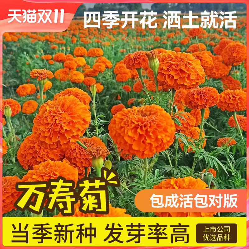 史丹利万寿菊花种子盆栽种植四季播种开花盆栽植物芳香叶花籽易活