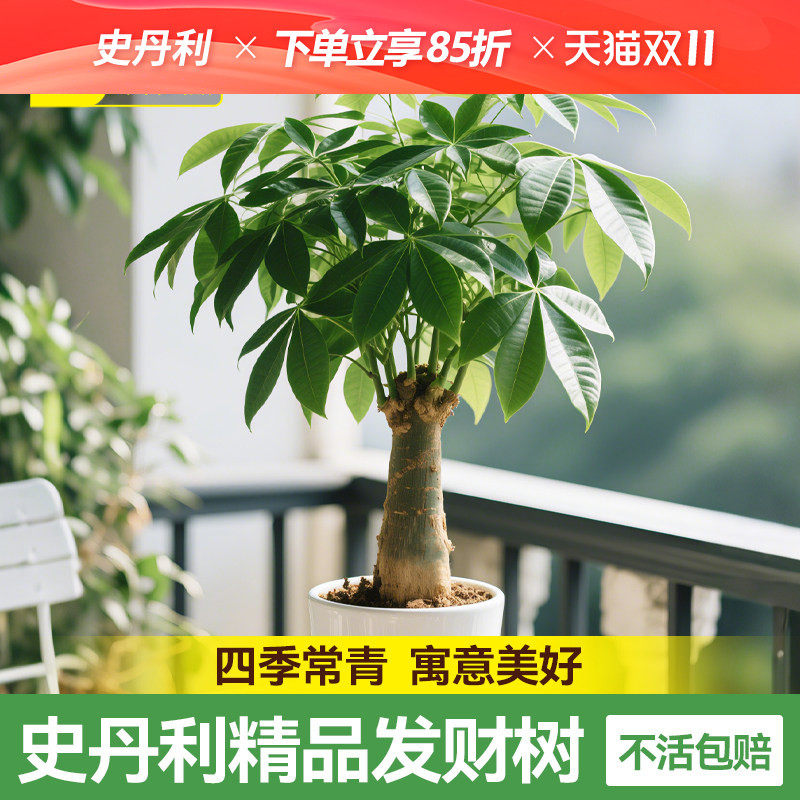 史丹利发财树小盆栽绿植客厅招财树盆栽摆件盆景办公室桌面原生苗