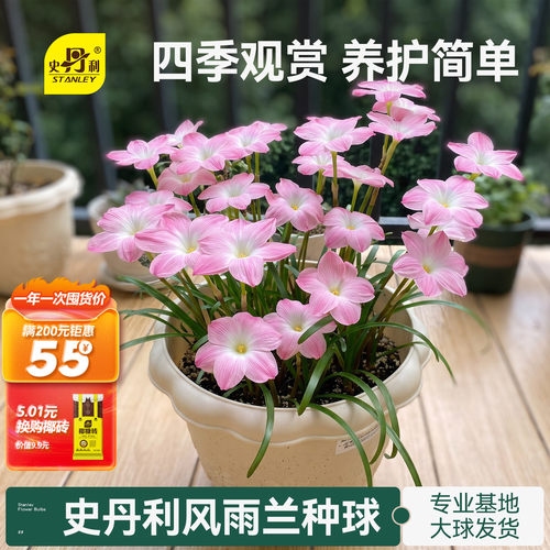 史丹利风雨兰种球盆栽胖丽丽种子