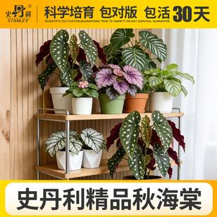 史丹利鳟鱼秋海棠盆栽竹节波点热带雨林乌头杂室内好养多年生植物