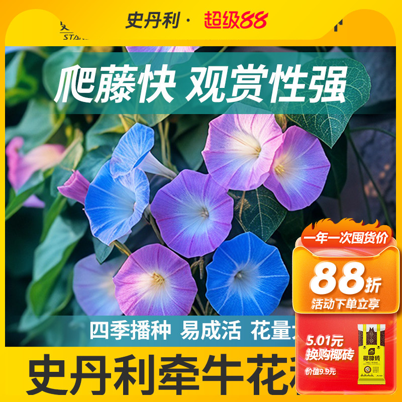 史丹利精选牵牛花种子花色纯正图片