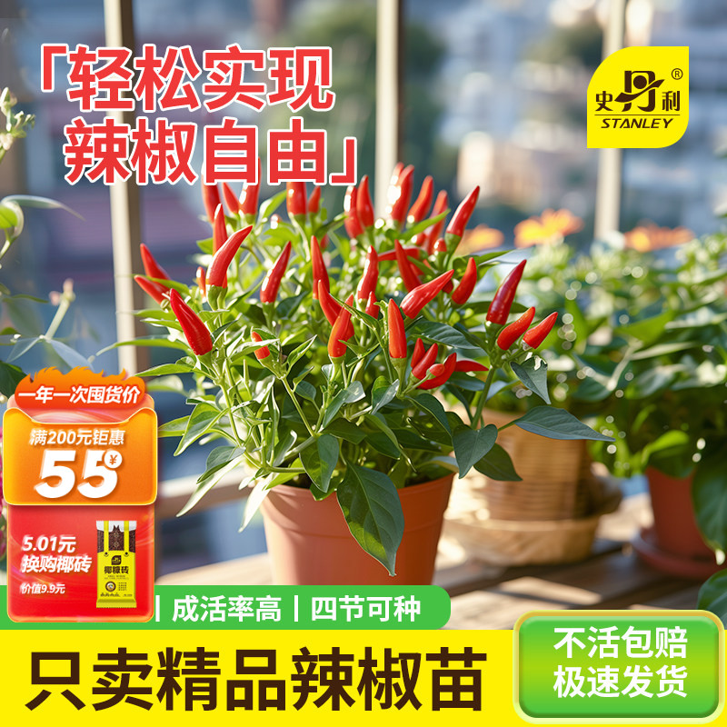 精品辣椒苗大全|不活包赔图片