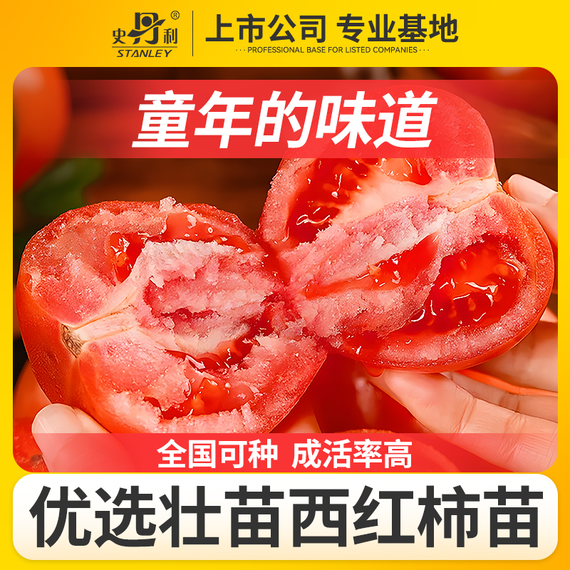 史丹利精选优质西红柿苗