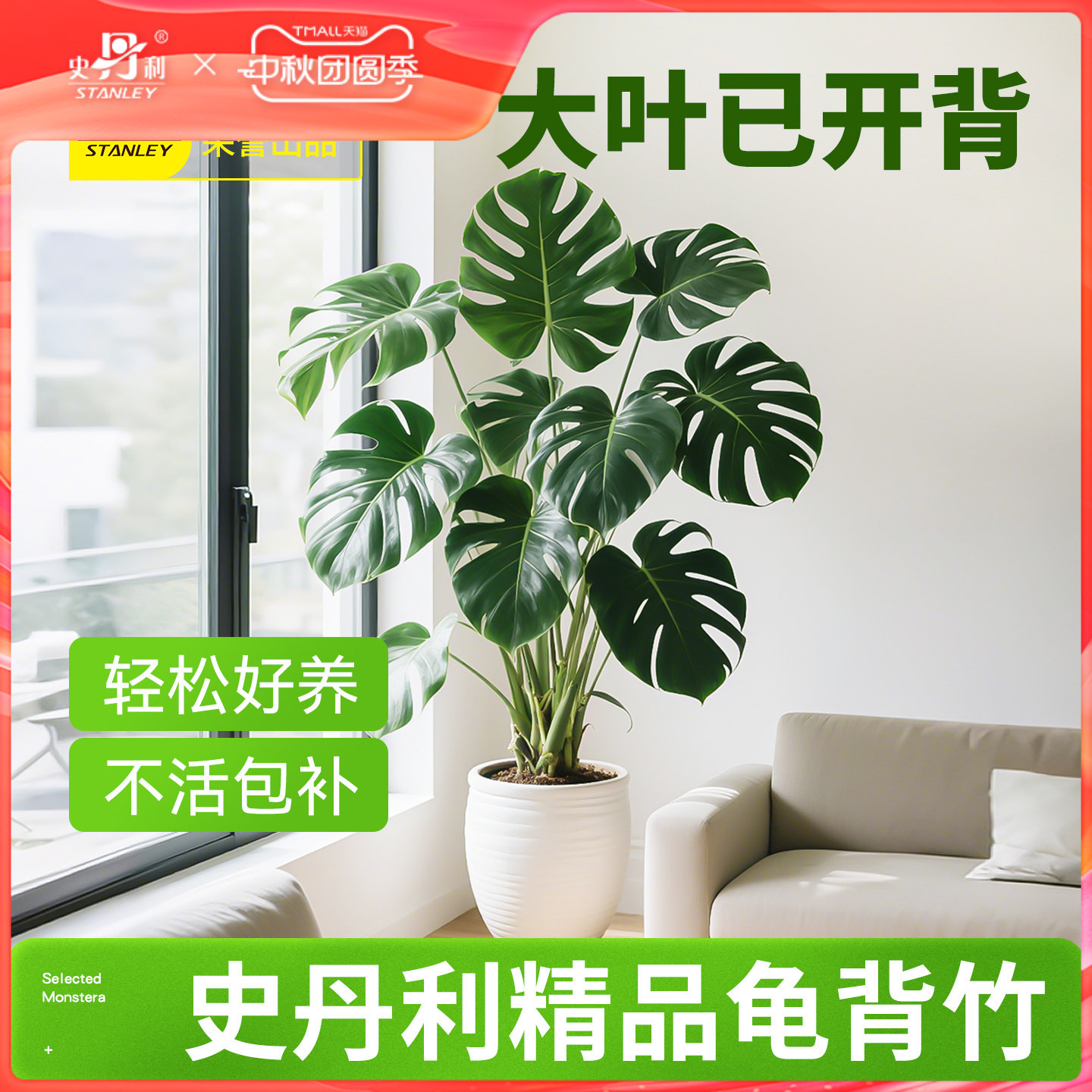 史丹利精品龟背竹盆栽开背送到家图片