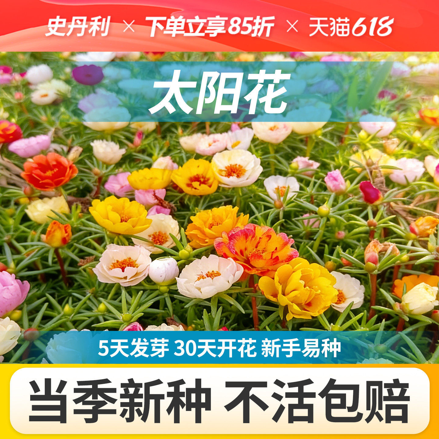 史丹利重瓣太阳花种子花籽多色室内盆栽种植花籽易活开花混色种孑