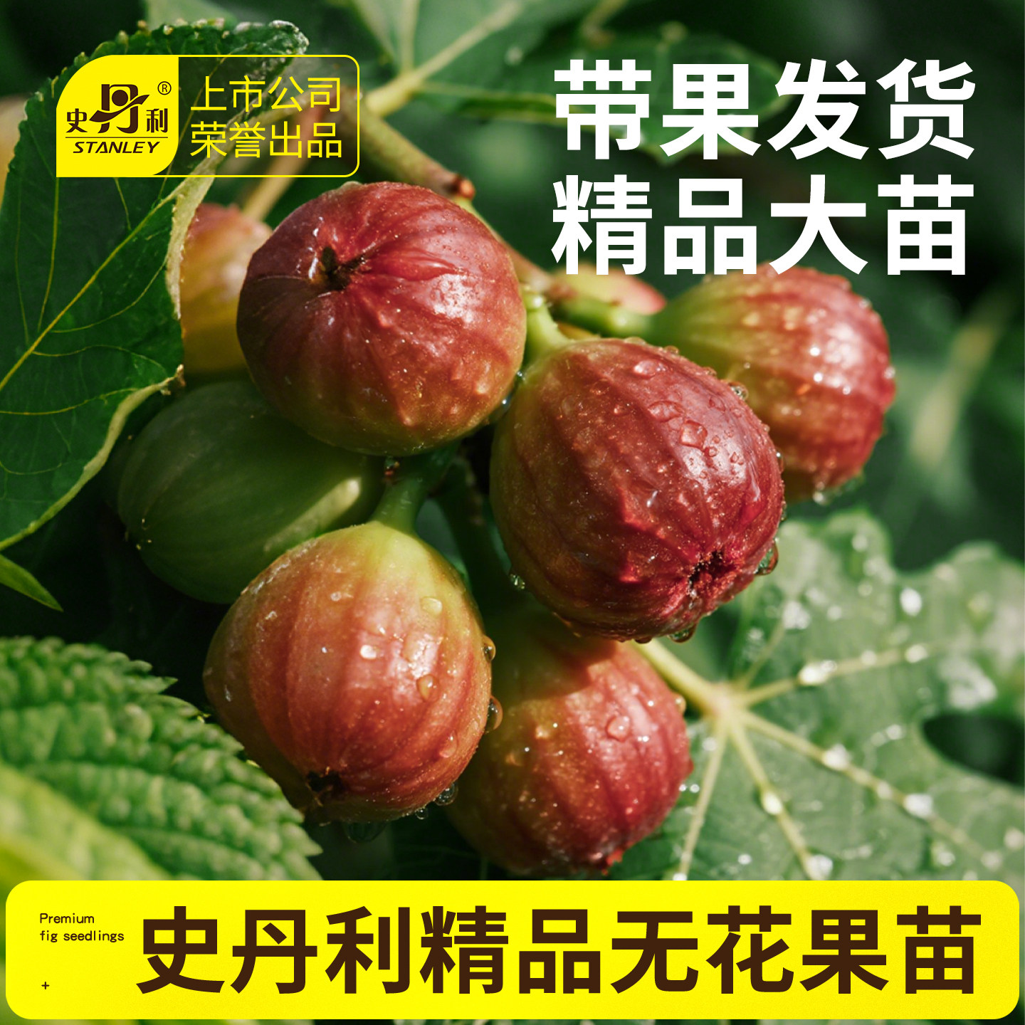 ���������� �԰���硿������ ����߶�40-50cm ʷ�����޻��������������