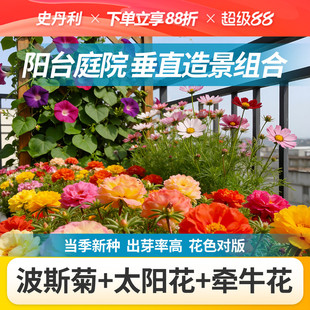 史丹利阳台花种子四季开花大全太阳花爬藤牵牛花波斯菊花籽易种活