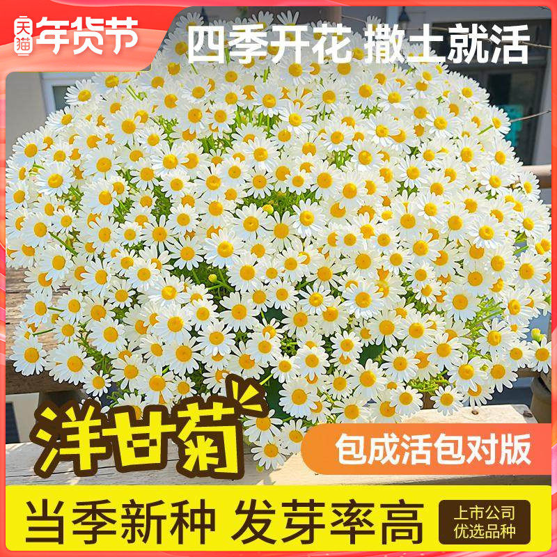 史丹利洋甘菊种子花籽小雏菊花种室内外阳台花卉种植四季播种开花,鲜花速递/花卉仿真/绿植园艺,家庭园艺种子,淘宝优惠券,粉丝福利购,淘宝优惠卷
