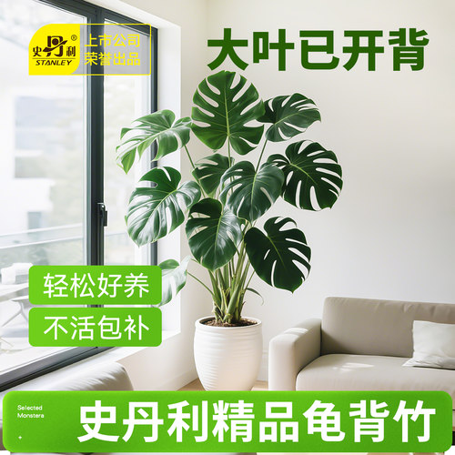 史丹利精品龟背竹盆栽开背送到家
