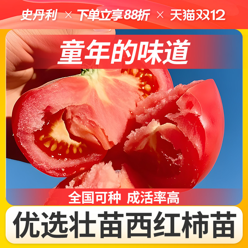 史丹利精选优质西红柿苗