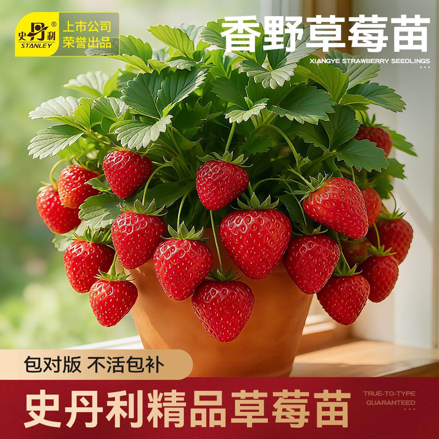 史丹利香野草莓苗盆栽壮苗易结果