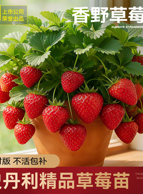 史丹利香野草莓苗盆栽优质四季结果红颜章姬黑珍珠真红美玲阳台苗