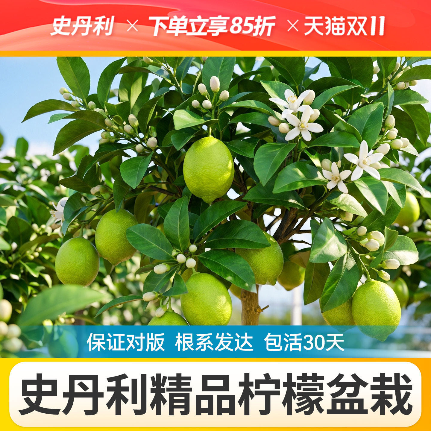 史丹利香水柠檬树盆栽广东香水柠檬树树苗正宗柠檬盆栽四季可食用
