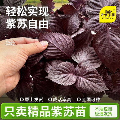 精品紫苏苗|不活包赔