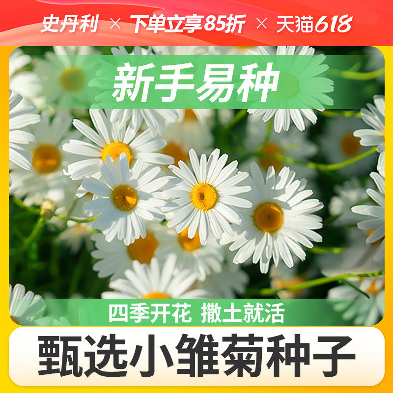 史丹利小雏菊花种子洋甘菊花籽种四季开花室内外阳台花卉盆栽种植