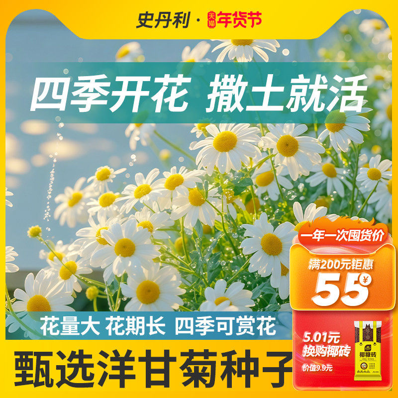 史丹利洋甘菊种子小雏菊花种花籽四季播种开花室内外盆栽易活易种