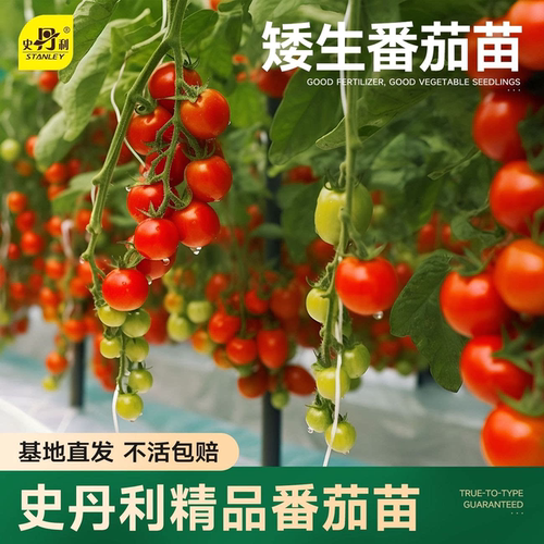 精品番茄苗|不活包赔