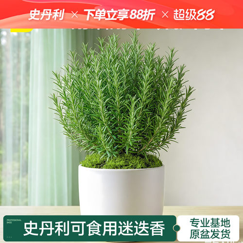 史丹利迷迭香盆栽可食用桌面绿植