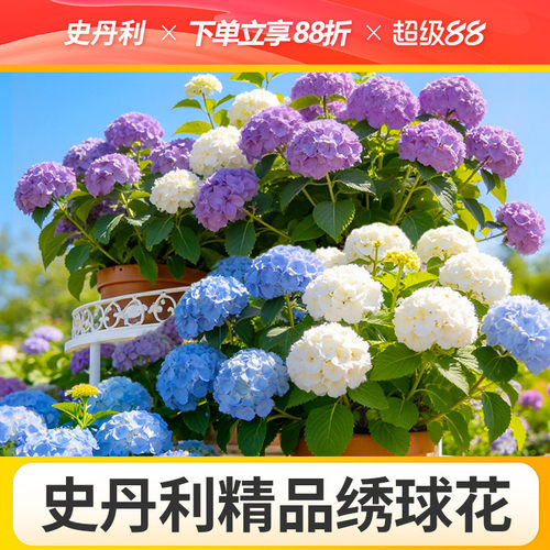 史丹利精品绣球花盆栽