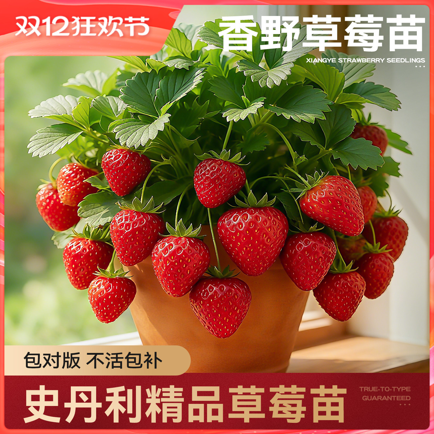 史丹利香野草莓苗盆栽壮苗易结果