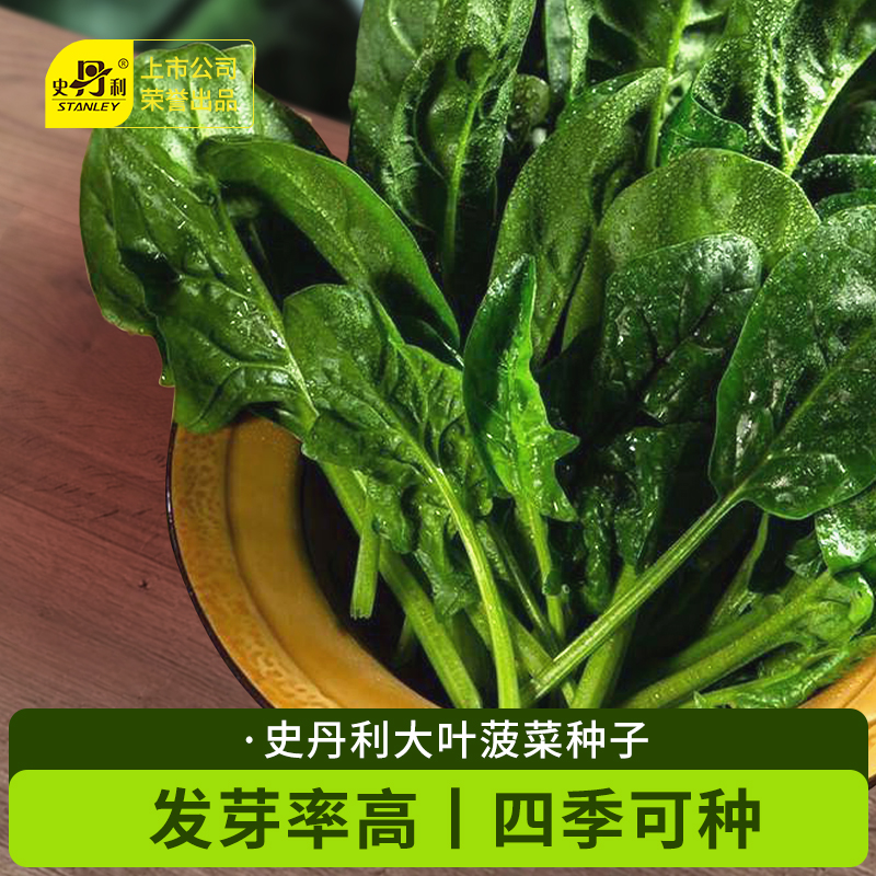 夏季菠菜种子耐热高产