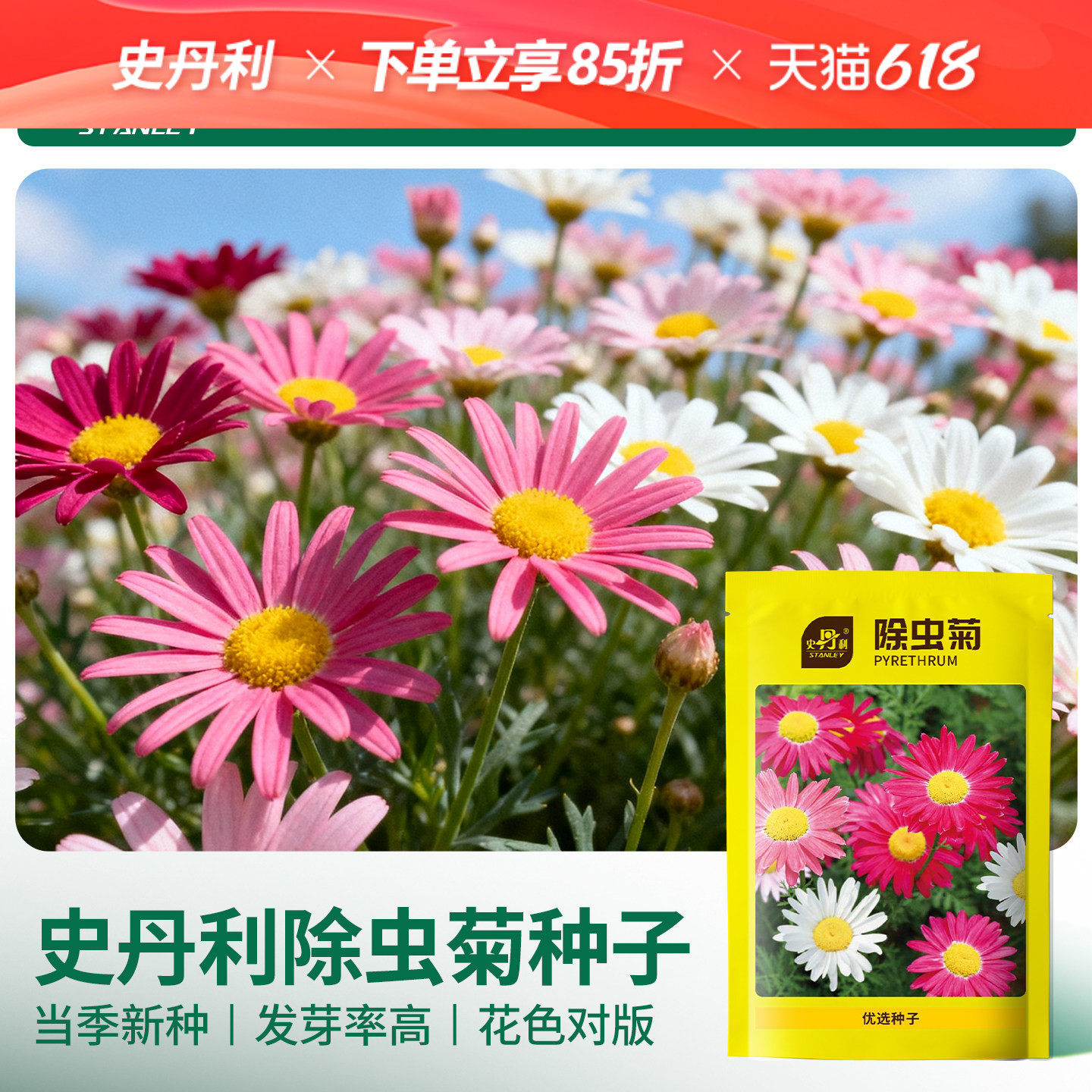 史丹利除虫菊种子花籽室内外盆栽种植菊花臭菊驱蚊草四季播种开花