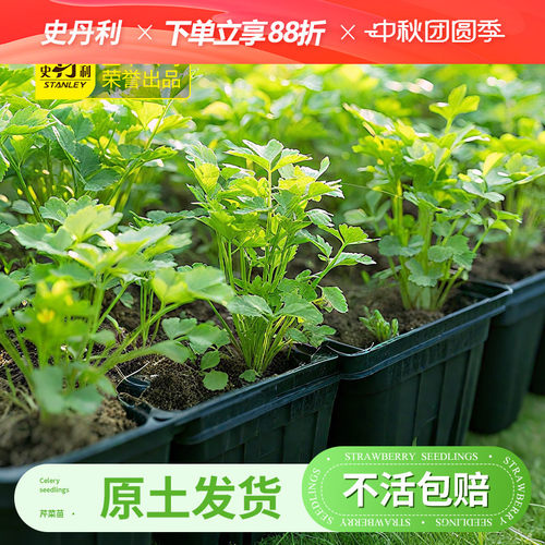 史丹利芹菜苗|基地直发