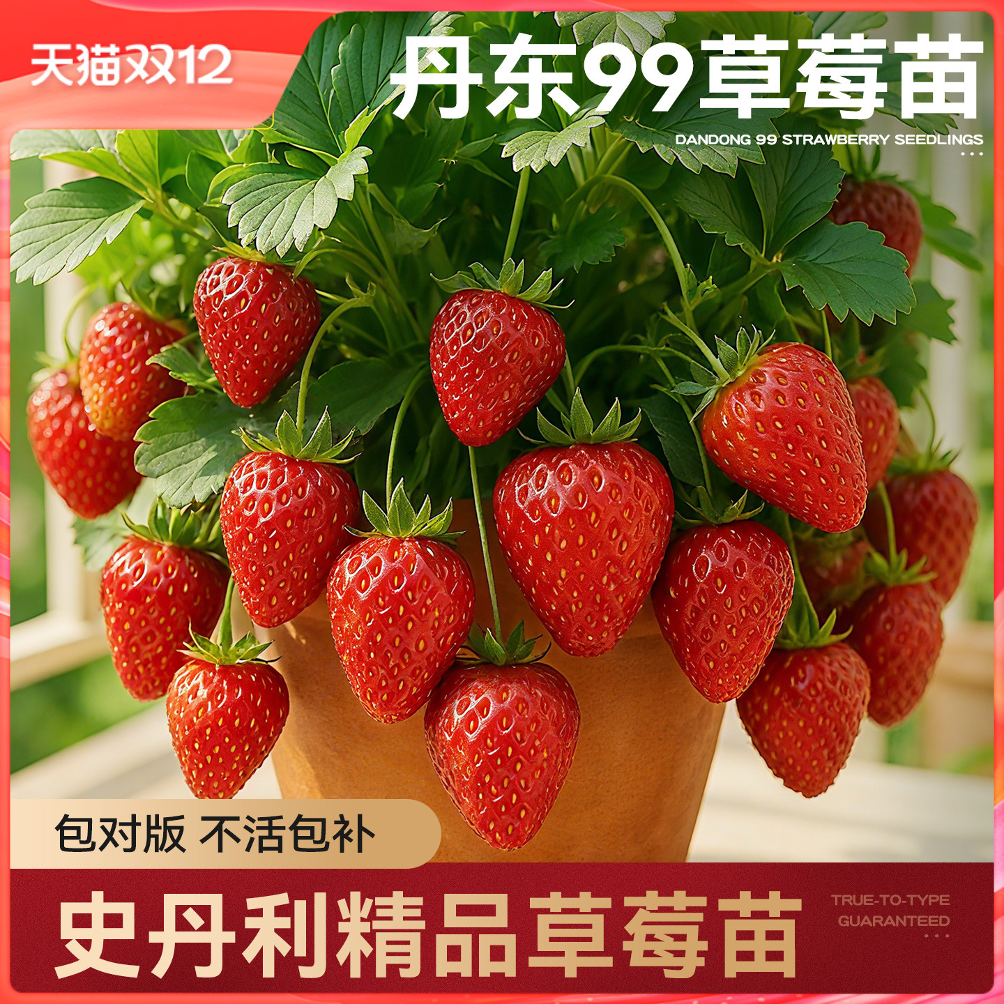 史丹利草莓苗盆栽壮苗易结果